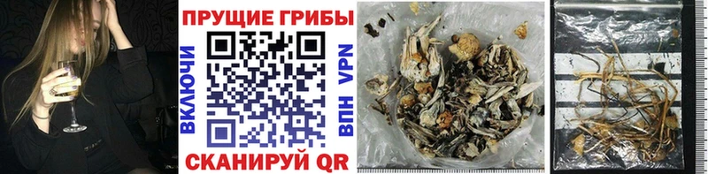 сколько стоит  Красный Сулин  Псилоцибиновые грибы Magic Shrooms 